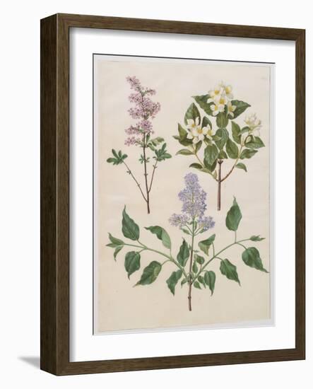 Syringa Persica, Philadelphus Coronarius And Syringa Vulgaris From Album Gottorfer Codex, c.1650-Hans Simon Holtzbecher-Framed Giclee Print