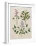 Syringa Persica, Philadelphus Coronarius And Syringa Vulgaris From Album Gottorfer Codex, c.1650-Hans Simon Holtzbecher-Framed Giclee Print