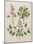 Syringa Persica, Philadelphus Coronarius And Syringa Vulgaris From Album Gottorfer Codex, c.1650-Hans Simon Holtzbecher-Mounted Giclee Print