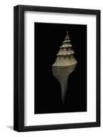 Syrinx Aruanus - Juvenil-Paul Starosta-Framed Photographic Print