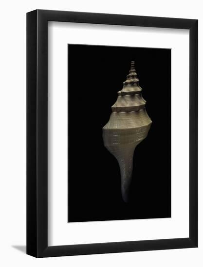 Syrinx Aruanus - Juvenil-Paul Starosta-Framed Photographic Print