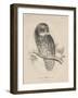 Syrnium Albogularis, 1850-William E. Hitchcock-Framed Premium Giclee Print