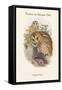 Syrnium Aluco - Tawny or Brown Owl-John Gould-Framed Stretched Canvas