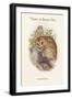 Syrnium Aluco - Tawny or Brown Owl-John Gould-Framed Art Print