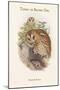 Syrnium Aluco - Tawny or Brown Owl-John Gould-Mounted Art Print