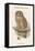 Syrnium Ocellatum - Speckled Wood Owl-John Gould-Framed Stretched Canvas