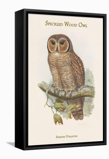 Syrnium Ocellatum - Speckled Wood Owl-John Gould-Framed Stretched Canvas