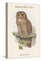 Syrnium Ocellatum - Speckled Wood Owl-John Gould-Stretched Canvas