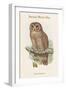 Syrnium Ocellatum - Speckled Wood Owl-John Gould-Framed Art Print