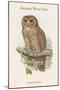 Syrnium Ocellatum - Speckled Wood Owl-John Gould-Mounted Art Print