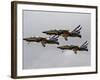 T-50 Golden Eagles from the Republic of Korea Air Force Aerobatic Team-Stocktrek Images-Framed Photographic Print