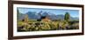 T. A. Moulton Barn in field, Mormon Row, Grand Teton National Park, Wyoming, USA-null-Framed Photographic Print