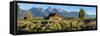 T. A. Moulton Barn in field, Mormon Row, Grand Teton National Park, Wyoming, USA-null-Framed Stretched Canvas