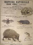 A Bat, Mole and Hedgehog-T. Deyrolle-Framed Stretched Canvas