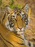 Bengal Tiger Resting Portrait, Ranthambhore Np, Rajasthan, India-T.j. Rich-Photographic Print