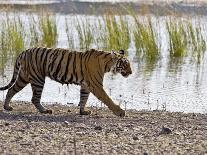 Bengal Tiger Walking by Lake, Ranthambhore Np, Rajasthan, India-T.j. Rich-Photographic Print