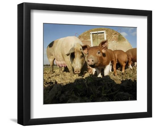 Premium Photographic Print, , large