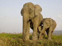 Indian Elephant Mother with 5-Day Baby and its Older Sibling, Controlled Conditions, Assam, India-T.j. Rich-Photographic Print