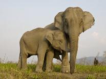Indian Elephant Mother with 5-Day Baby and its Older Sibling, Controlled Conditions, Assam, India-T.j. Rich-Photographic Print