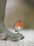 Robin Perched on Boot, UK-T.j. Rich-Photographic Print