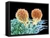 T Lymphocytes And Cancer Cell, SEM-Steve Gschmeissner-Framed Stretched Canvas