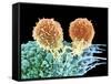 T Lymphocytes And Cancer Cell, SEM-Steve Gschmeissner-Framed Stretched Canvas