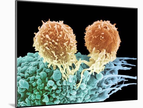 T Lymphocytes And Cancer Cell, SEM-Steve Gschmeissner-Mounted Photographic Print