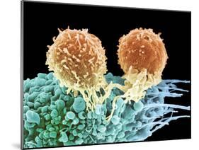 T Lymphocytes And Cancer Cell, SEM-Steve Gschmeissner-Mounted Photographic Print