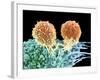 T Lymphocytes And Cancer Cell, SEM-Steve Gschmeissner-Framed Photographic Print