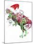 T Rex Christmas-Stephanie Analah-Mounted Giclee Print