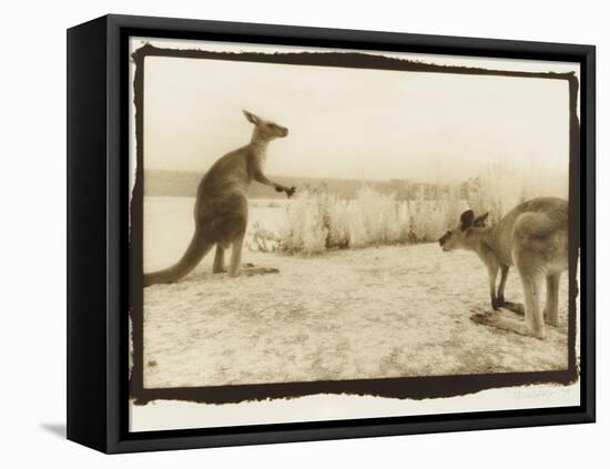 T Rex Roos, Australia-Theo Westenberger-Framed Stretched Canvas