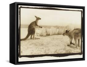 T Rex Roos, Australia-Theo Westenberger-Framed Stretched Canvas
