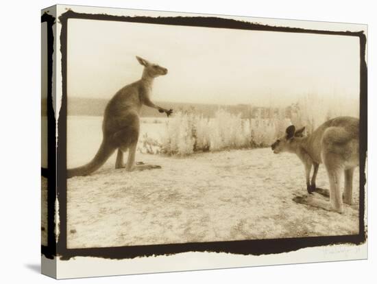 T Rex Roos, Australia-Theo Westenberger-Stretched Canvas