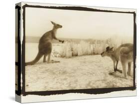 T Rex Roos, Australia-Theo Westenberger-Stretched Canvas