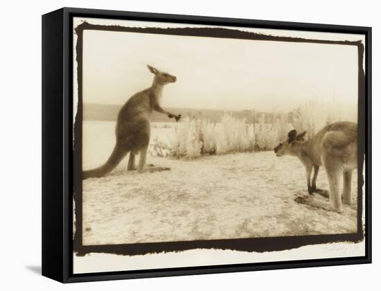 T Rex Roos, Australia-Theo Westenberger-Framed Stretched Canvas