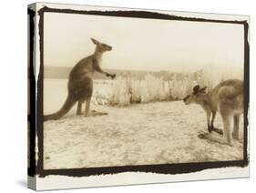 T Rex Roos, Australia-Theo Westenberger-Stretched Canvas