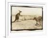 T Rex Roos, Australia-Theo Westenberger-Framed Photographic Print