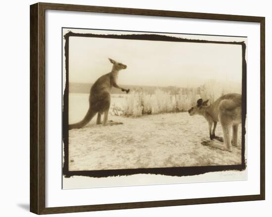 T Rex Roos, Australia-Theo Westenberger-Framed Photographic Print