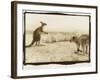 T Rex Roos, Australia-Theo Westenberger-Framed Photographic Print