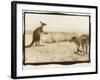 T Rex Roos, Australia-Theo Westenberger-Framed Photographic Print