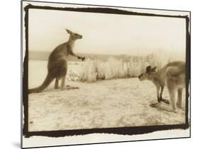 T Rex Roos, Australia-Theo Westenberger-Mounted Photographic Print