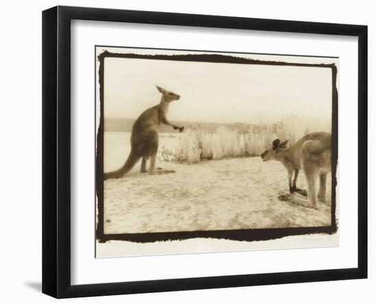 T Rex Roos, Australia-Theo Westenberger-Framed Photographic Print