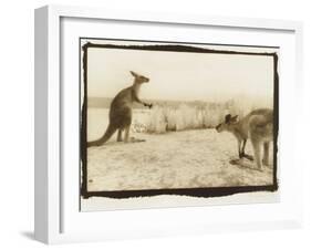 T Rex Roos, Australia-Theo Westenberger-Framed Photographic Print