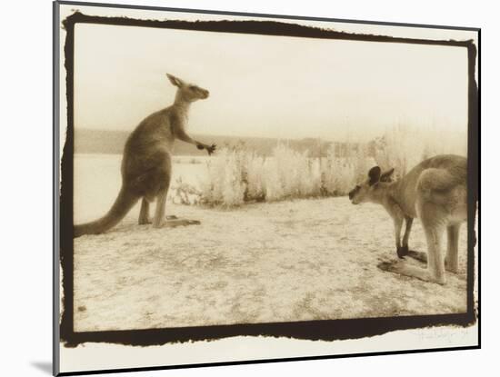 T Rex Roos, Australia-Theo Westenberger-Mounted Photographic Print