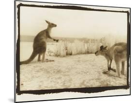 T Rex Roos, Australia-Theo Westenberger-Mounted Photographic Print