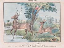 Spotted Axis Deer-T. W. Strong-Stretched Canvas