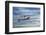 T6 Harvard Airplane-paul fleet-Framed Photographic Print