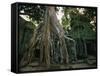 Ta Prohm, 400-year-old Tree, Cambodia-Walter Bibikow-Framed Stretched Canvas