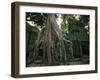 Ta Prohm, 400-year-old Tree, Cambodia-Walter Bibikow-Framed Premium Photographic Print