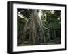 Ta Prohm, 400-year-old Tree, Cambodia-Walter Bibikow-Framed Premium Photographic Print